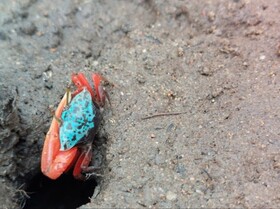 The Tropical Hut Lodges