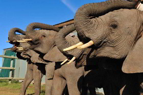 Kwantu Private Game Reserve