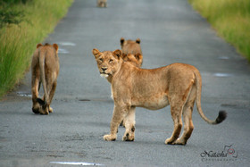 Sandpiper Guest House