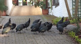 St. Lucia Wetlands Guest House