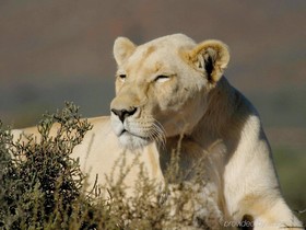 Sanbona Wildlife Reserve
