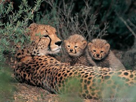 Sanbona Wildlife Reserve