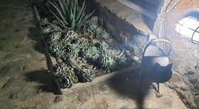 Gemsbok Cottage
