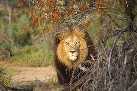 Kuganha Tented Camp