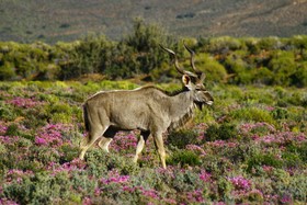 Kuganha Tented Camp