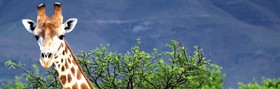Mount Camdeboo Private Game Reserve by Newmark