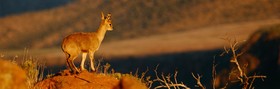 Mount Camdeboo Private Game Reserve by Newmark