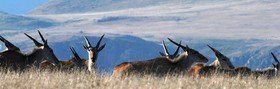 Mount Camdeboo Private Game Reserve by Newmark