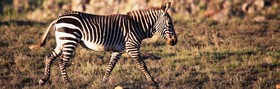 Mount Camdeboo Private Game Reserve by Newmark