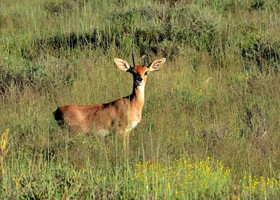 Karoo Gariep Tented Camp