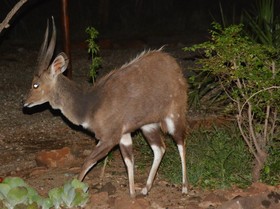 Bona Ngwenya Lodge
