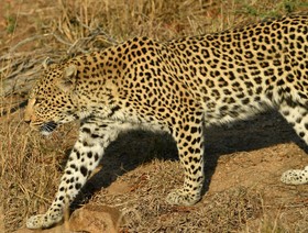 Bona Ngwenya Lodge