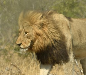 Bona Ngwenya Lodge