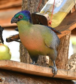 Bona Ngwenya Lodge