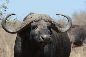 Bona Ngwenya Lodge