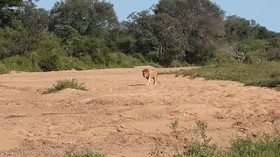 Bushwise Safari & Lodge