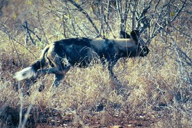 Bushwise Safari & Lodge