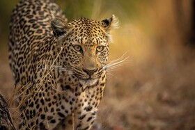 Kruger Park Hostel