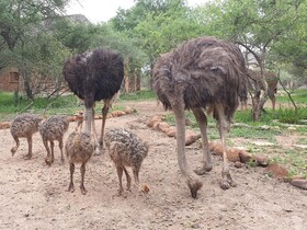 Kudus Crest Bush Retreat