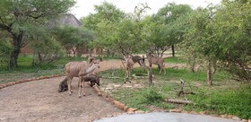 Kudus Crest Bush Retreat