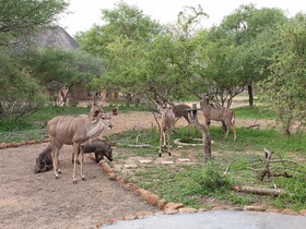 Kudus Crest Bush Retreat