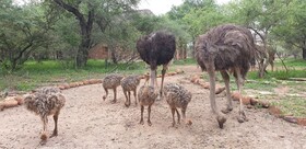 Kudus Crest Bush Retreat