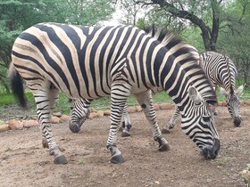 Kudus Crest Bush Retreat