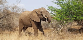 Marloth Park Sanbonani