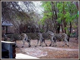 Phumula Kruger Lodge And Safaris