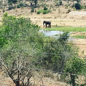 Rhinos Rest