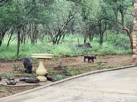 Rhinos Rest