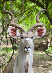 Singwe Private Safari Lodge