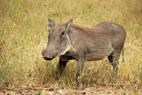 Singwe Private Safari Lodge