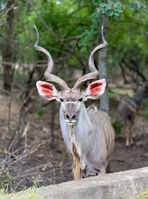 Singwe Private Safari Lodge