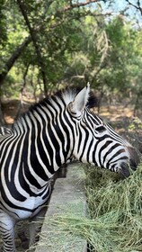 Singwe Private Safari Lodge