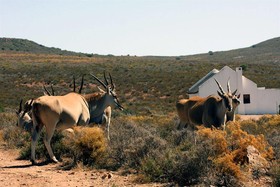 African Game Lodge