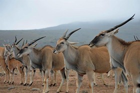 African Game Lodge