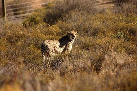 African Game Lodge