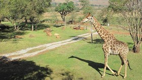 Caracal Lodge