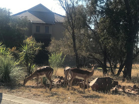 Shakala Village