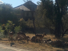 Shakala Village
