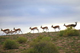 Madi Madi Karoo Safari Lodge