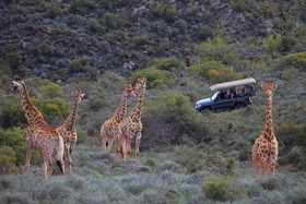 Madi Madi Karoo Safari Lodge