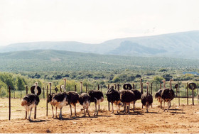 Rietfontein Ostrich Palace
