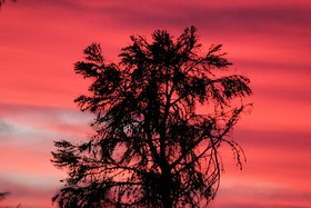 The Gumtree Guesthouse