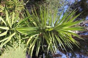 The Gumtree Guesthouse