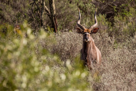 Wildehondekloof