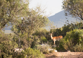 Wildehondekloof