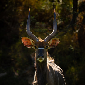 Wildehondekloof