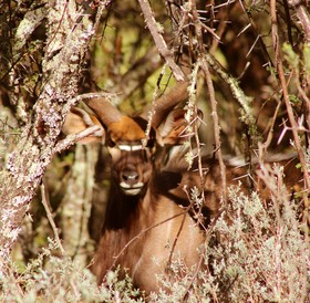 Wildehondekloof